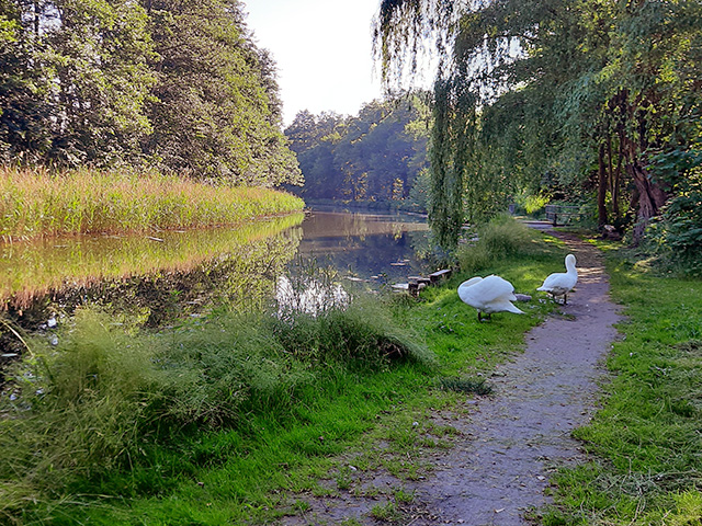 Hier sehen Sie ein Bild vom Uferweg mit Schwänen am Templiner Kanal